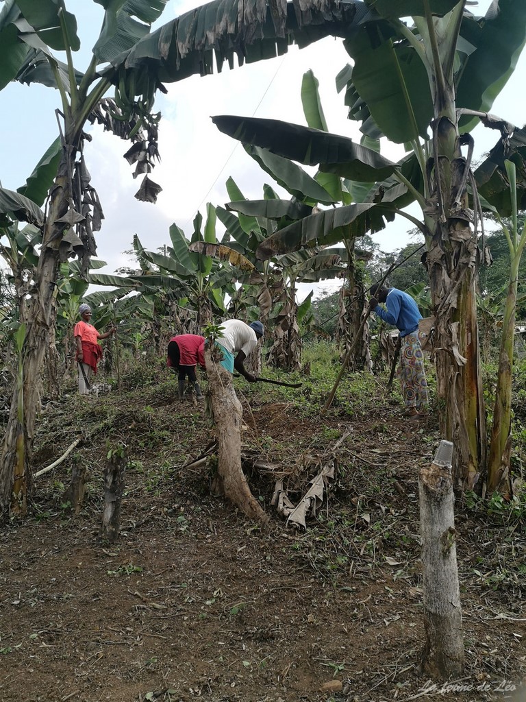 La ferme de Léo 2022, mission humanitaire, Nkolnyama Cameroun, travaux construction,