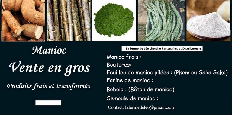 Vente en gros de Manioc frais et transformé, bouture, farine, bobolo,manioc frais, pkem, gari, semoule, baton de manioc, Champs manioc, rendement, Association et Coopérative La ferme de Léo, Champs de Manioc,Cameroun, Gic Manioc Nkoumadzap,