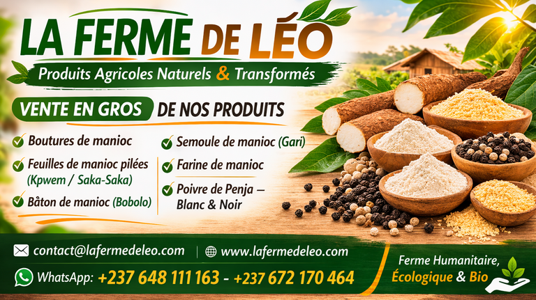 Vente en gros de Manioc frais et transformé, bouture, farine, bobolo,manioc frais, pkem, gari, semoule, baton de manioc, Champs manioc, rendement, Association et Coopérative La ferme de Léo, Champs de Manioc,Cameroun, Gic Manioc Nkoumadzap,