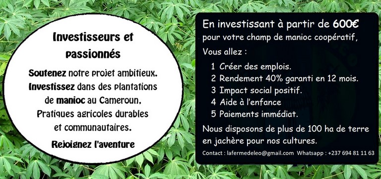 Recherche Investisseurs, Partenaires pour Plantations de Manioc frais et transformé, bouture, farine, bobolo,manioc frais, pkem, gari, semoule, baton de manioc, Champs manioc, rendement, Association et Coopérative La ferme de Léo, Cameroun, Nkoumadzap,