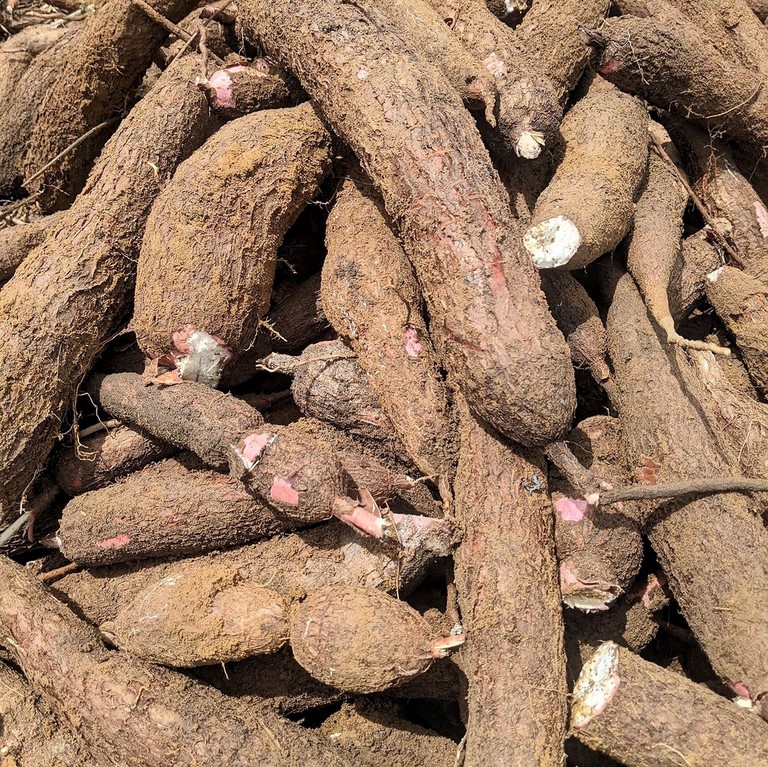Vente en gros de Manioc frais et transformé, bouture, farine, bobolo,manioc frais, pkem, gari, semoule, baton de manioc, Champs manioc, rendement, Association et Coopérative La ferme de Léo, Cameroun, Gic Manioc Nkoumadzap,
