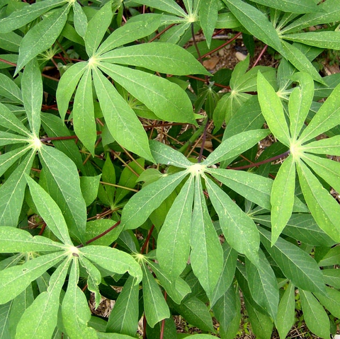 Vente en gros de Manioc frais et transformé, bouture, farine, bobolo,manioc frais, pkem, gari, semoule, baton de manioc, Champs manioc, rendement, Association et Coopérative La ferme de Léo, Champs de Manioc,Cameroun, Gic Manioc Nkoumadzap,