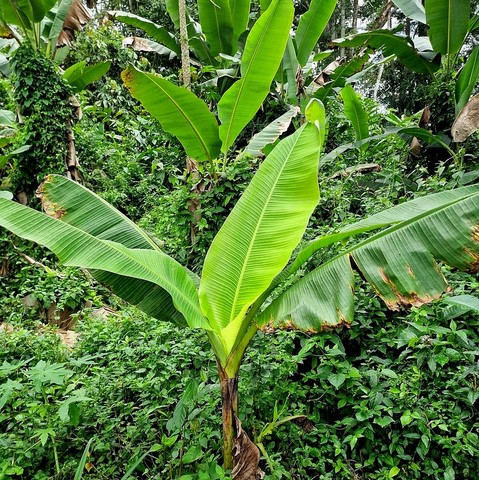 Création Gic Plantain, La ferme de Léo Cameroun,Nkoumadzap,