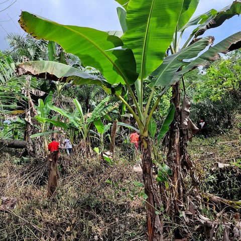 Recherche partenaires, Manioc, La ferme de Léo-Cameroun,Nkoumadzap,