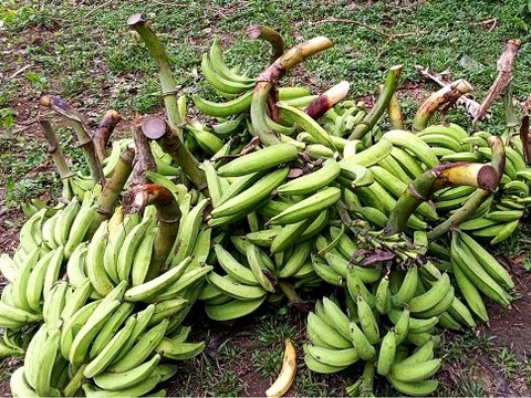 Création Gic Plantain, La ferme de Léo Cameroun,Nkoumadzap,