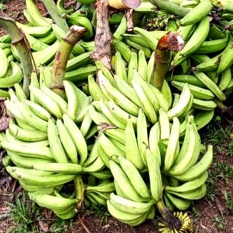 Bananes Plantain, La ferme de Léo Cameroun,Nkoumadzap,
