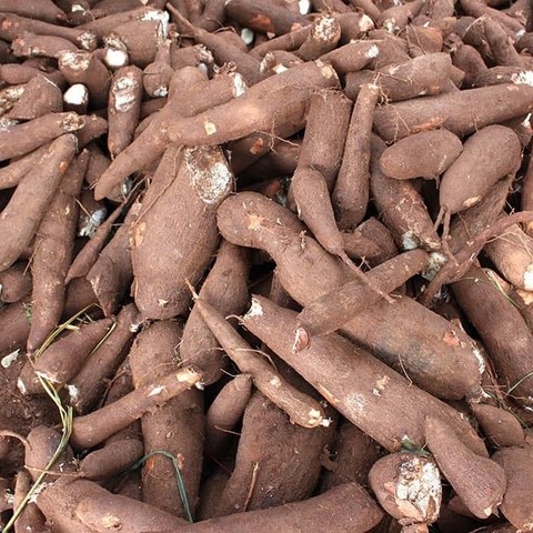 Vente en gros de Manioc frais et transformé, bouture, farine, bobolo,manioc frais, pkem, gari, semoule, baton de manioc, Champs manioc, rendement, Association et Coopérative La ferme de Léo, Cameroun, Gic Manioc Nkoumadzap,