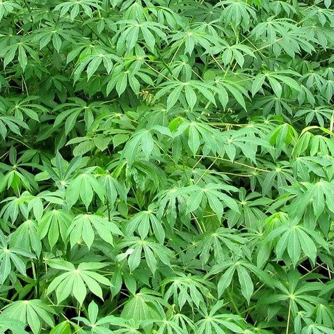 Vente en gros de Feuilles de Manioc, Champs manioc, rendement, Association et Coopérative La ferme de Léo, Cameroun, Gic Manioc Nkoumadzap,