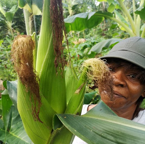 Recherche partenaires, Mais, La ferme de Léo-Cameroun,Nkoumadzap,