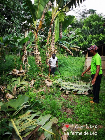 La ferme de Léo Cameroun