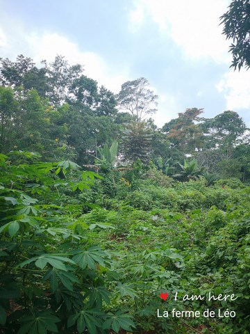 La ferme de Léo Cameroun