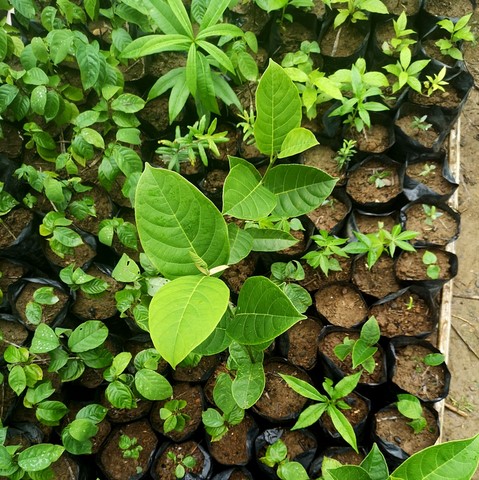Vente en gros Plants de fruitiers, Association et Coopérative La ferme de Léo, Cameroun, Nkoumadzap,