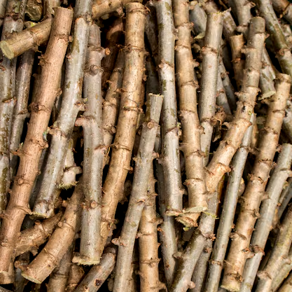 Vente en gros de Boutures de Manioc, Champs manioc, rendement, Association et Coopérative La ferme de Léo, Cameroun, Gic Manioc Nkoumadzap,