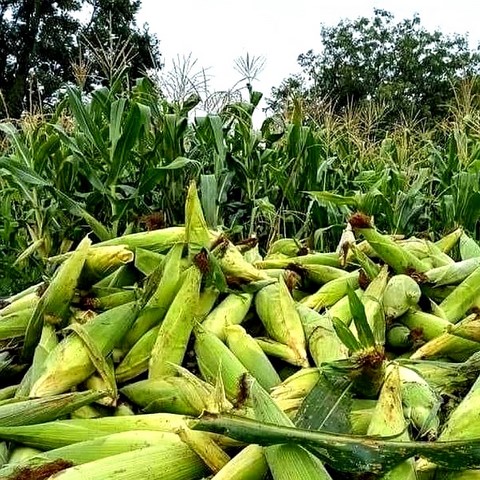 Création Gic Mais, La ferme de Léo Cameroun,Nkoumadzap,