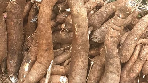 Recherche Investisseurs, Partenaires pour Plantations de Manioc frais et transformé, bouture, farine, bobolo,manioc frais, pkem, gari, semoule, baton de manioc, Champs manioc, rendement, Association et Coopérative La ferme de Léo, Cameroun, Nkoumadzap,