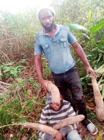 champs  Manioc, La ferme de Léo-Cameroun,Nkoumadzap,