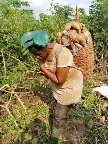 Recherche partenaires, Manioc, La ferme de Léo-Cameroun,Nkoumadzap,