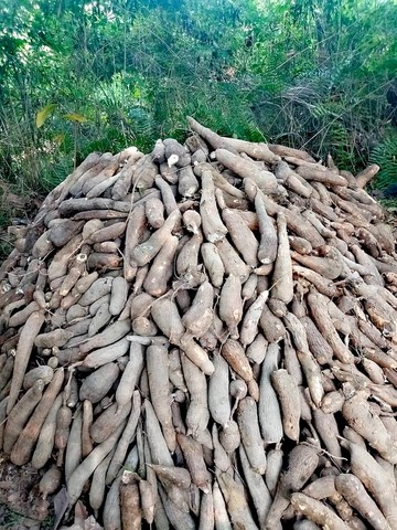 champs  Manioc, La ferme de Léo-Cameroun,Nkoumadzap,