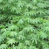 Vente en gros de feuilles de Manioc, manioc frais et transformé, bouture, farine, bobolo,manioc frais, pkem, gari, semoule, baton de manioc, Champs manioc, rendement, Association et Coopérative La ferme de Léo, Champs de Manioc,Cameroun, Gic Manioc Nkoumadzap,